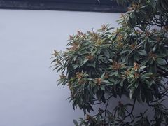 -何园
