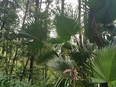 -铁山坪森林公园