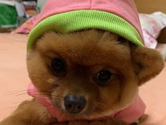 -PETKIT小佩宠物·低压洗护(国顺东路店)