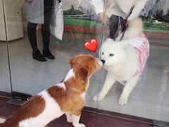 -东方名猫馆·英短金渐层布偶猫舍(环线广场1号楼店)