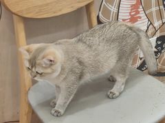 -Let's go狗咖·猫咖·奶狗·桌游(春熙路IFS店)