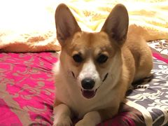 -爱侣宠医·鹦鹉专科·小型哺乳类·异宠专科(灵石路店)