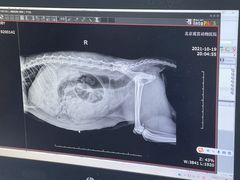 -北京观赏动物医院·24小时大型综合·猫专科·异宠专科