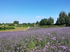 -紫颐香薰山谷景区