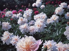 -陕西省西安植物园