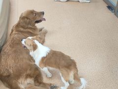 -宠颐生中康贝怡动物医院
