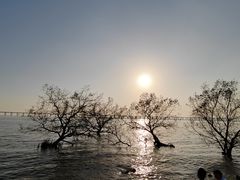 -宝安西湾红树林湿地公园