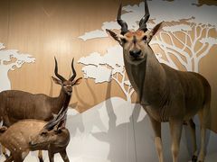 -陕西自然博物馆