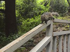 -苍山感通索道