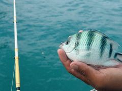 -小猫钓鱼海钓俱乐部(椰梦长廊店)