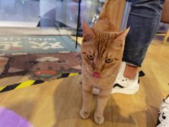 -藏猫猫咖啡主题馆(中央大道店)