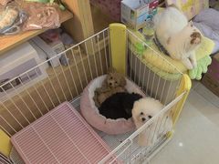 -e嘉宠物店(北大街店)