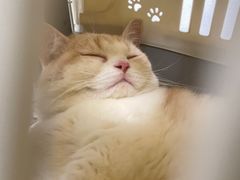 -伟伟宠物医院·CT影像中心·瑞派犬猫综合性门诊(汉口总院)