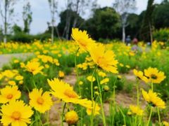-泰山风景名胜区-虎山公园