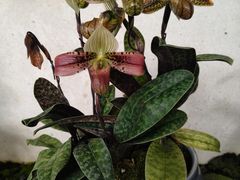 -云溪植物园