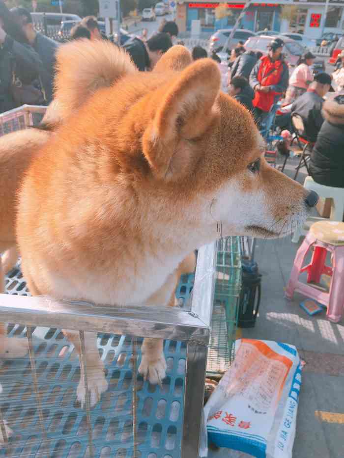 中山公园宠物花卉市场"家里有猫主子,经常来,买东西看猫咪,这次.