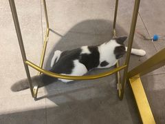 -飞行喵MR PILOT|猫舍·猫咖(静安大融城店)