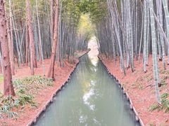 -同里国家湿地公园