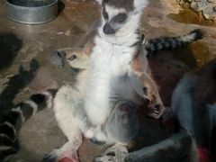 android_upload_pic-石家庄市动物园