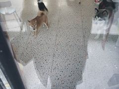 -藏猫猫咖啡主题馆(中央大道店)