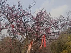 -开福禅寺