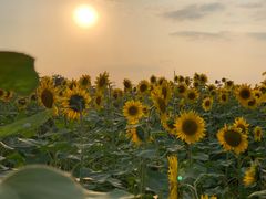 -映月湖中央公园
