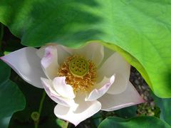 -荷塘月色湿地公园·向阳花洲