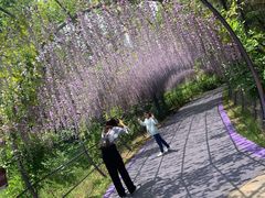 -大塘金香草谷