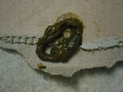 -芭比堂动物医院·24小时·眼科中心(深圳中心)