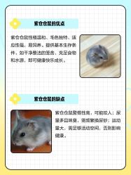 -神奇动物撸宠馆·羊驼·小浣熊·异宠(豫园店)