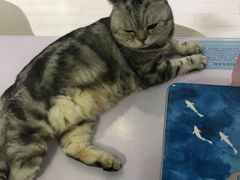 -喵的天空名猫咖啡馆·撸猫·猫舍·用品