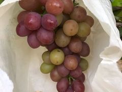 -马陆小张葡萄园农家乐