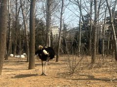 -大连森林动物园