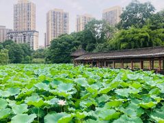 -龙头寺公园