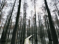 -渌洋湖湿地公园