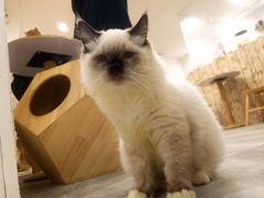-楼上猫咖(罗湖店)