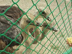 -新疆天山野生动物园