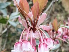 -梧桐山风景名胜区