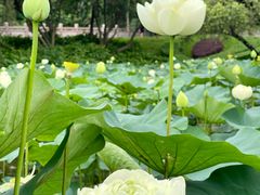 -广州莲花山旅游区