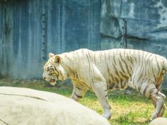 -常州淹城野生动物世界