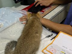 -半岛宠物医院24小时(科华中路店)
