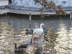 -北京市海淀外国语实验学校