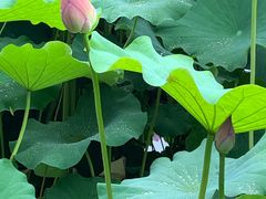 -陈家山荷花公园