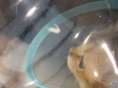 -瑞派康怡24h宠物医院·犬猫医疗中心·微创绝育(瑞景分院)