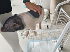-怪兽屋·羊驼·猫咖·狗咖(俊华广场店)