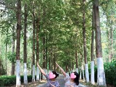 -合肥滨湖国家森林公园