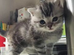 -北京观赏动物医院·24小时大型综合·猫专科·异宠专科