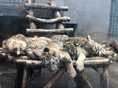 -西安秦岭野生动物园