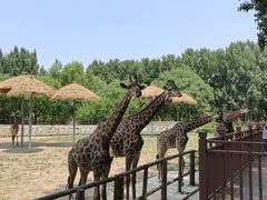 -北京野生动物园