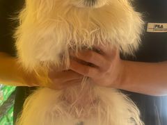 -宠爱多约克夏马尔济斯泰迪小型犬专卖